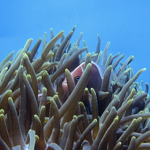 Pink skunk clownfish (Amphiprion perideraion)