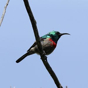 Southern double-collared sunbird (Cinnyris chalybeus)