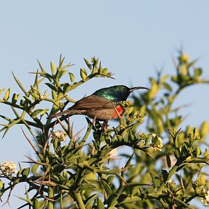 greater double-collared sunbird (Cinnyris afer)