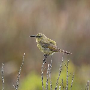 orange-breasted sunbird (Anthobaphes violacea) - female