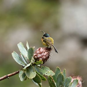 orange-breasted sunbird (Anthobaphes violacea) - male