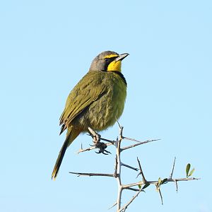 Bokmakierie shrike (Telophorus zeylonus)