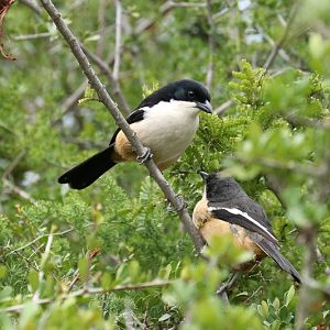 Southern Boubou (Laniarius ferrugineus)