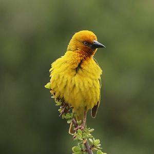 Cape Weaver (Ploceus capensis)