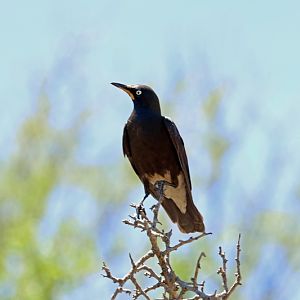 African pied starling, (Lamprotornis bicolor)