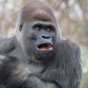 Western lowland gorilla