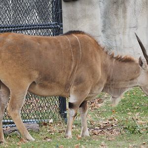 Giant Eland