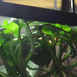 Amphibian Conservation Center - Splendid Tree Frog