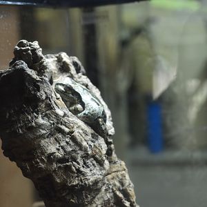 Amphibian Conservation Center - Masked Tree Frog