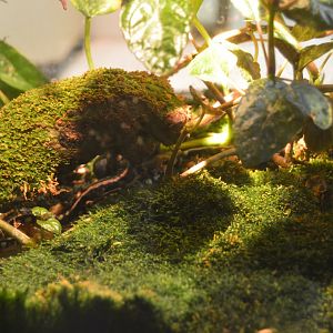 Amphibian Conservation Center - Kaiser Newt