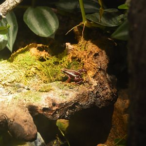 Amphibian Conservation Center - Anthony's Poison Arrow Frog