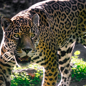 Jan. 2022 - Range of the Jaguar - Jaguar