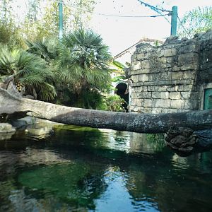 Jan. 2022 - Range of the Jaguar - Right Jaguar/Black-finned Pacu Exhibit