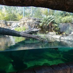 Jan. 2022 - Range of the Jaguar - Right Jaguar/Black-finned Pacu Exhibit