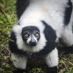 Jan. 2022 - African Forest - Black-and-White Ruffed Lemur