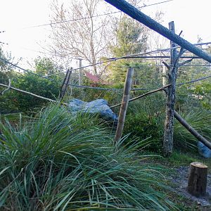 Jan. 2022 - African Forest - Lemur Exhibit (Rotates 5 Species)