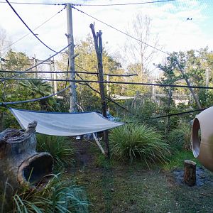 Jan. 2022 - African Forest - Lemur Exhibit (Rotates 5 Species)