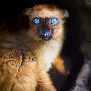 Jan. 2022 - African Forest - Blue-eyed Black Lemur