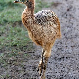 Cassowary chick / 27-1-2022 / Hamerton