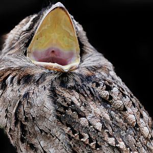 Tawny Frogmouth / 27-1-2022 / Hamerton