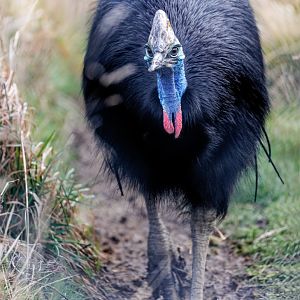 Johnston's Cassowary / 27-1-2022 / Hamerton