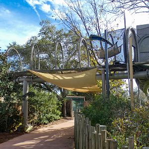 Jan. 2022 - African Forest - Overhead Tunnel Towards Gorillas