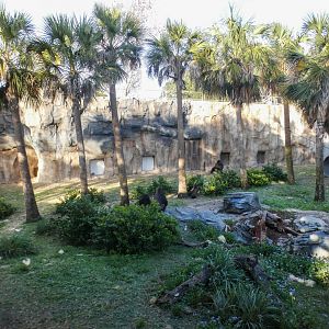 Jan. 2022 - African Forest - Half Acre Gorilla Exhibit - Left View
