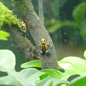 Mimic poison dart frog, January 2022