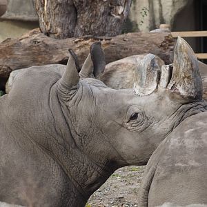 Southern white rhinoceros