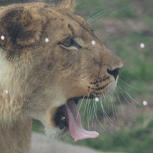 Binti (African lion cub) yawning