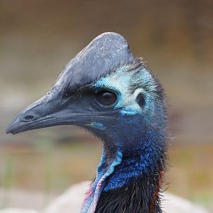 Juvenile southern cassowary