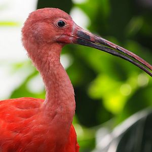 Scarlet ibis