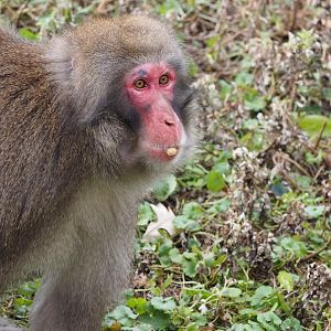 Japanese macaque