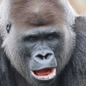 Western lowland gorilla