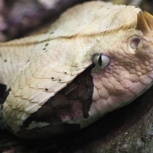 Gaboon viper