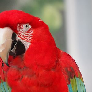 Red and green macaw