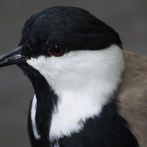 Spur-winged lapwing