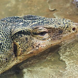 Common water monitor