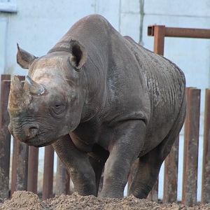 Black rhino - male