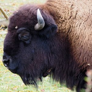 American bison