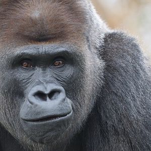 Western lowland gorilla