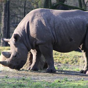 Black rhino - female