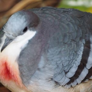 Luzon bleeding-heart