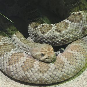 St Catalina Island rattlesnake