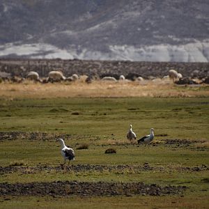 Andean goose (Chloephaga melanoptera)