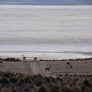 Vicuña (Lama vicugna)