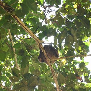 Brown-throated sloth (Bradypus variegatus)
