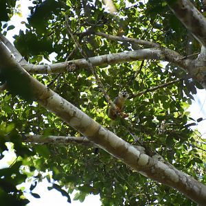 Humboldt's squirrel monkey (Saimiri cassiquiarensis) (?)