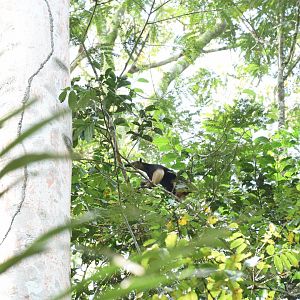 Southern tamandua (Tamandua tetradactyla)