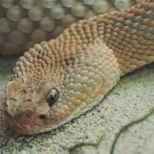 Aruba Island rattlesnake